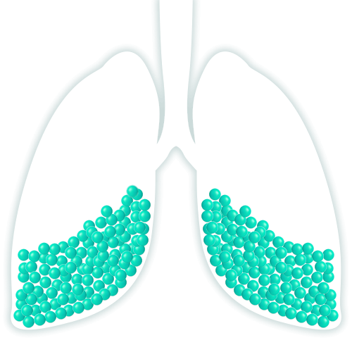 Lung Animation